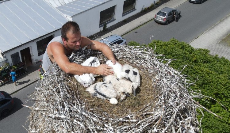 Osiřelá čapí mláďata našla nové rodiny. Dalších pět sirotků putovalo do adopce