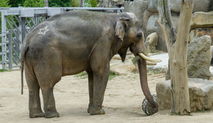 Velké sloní stěhování. Zoo Praha si vyměnila samce s Ostravou