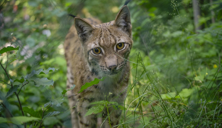 FOTO: Jihlavská zoo se po dvou letech vrátila k chovu rysů, pár dostala z Německa