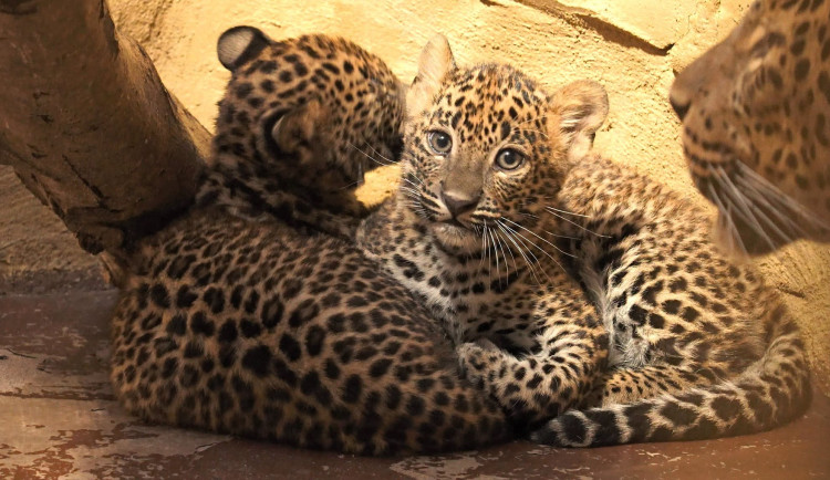 Zoo chce zvelebit expozici pro velké kočky, žádá veřejnost o pomoc skrze sbírku