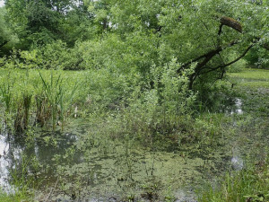 Vědci z Jihočeské univerzity označili Špačkovy tůně za oázu biodiverzity
