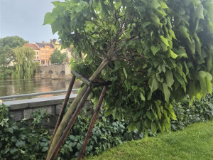 Vyvrácená stromořadí a poničené silnice. V Písku řeší následky víkendových bouří