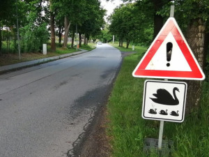 Pochodují tam a zpět. Labutí rodinka se v Litvínovicích ráda stěhuje mezi rybníky