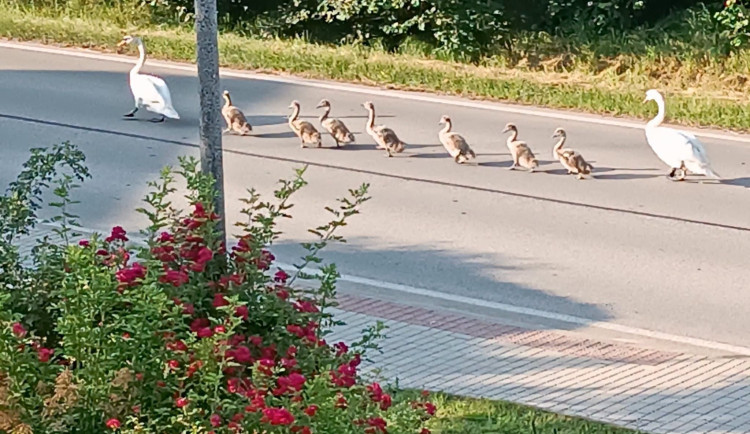 Pochodují tam a zpět. Labutí rodinka se v Litvínovicích ráda stěhuje mezi rybníky