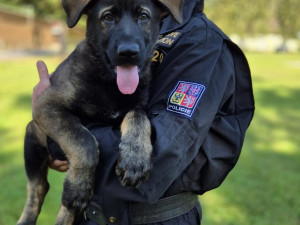 Roztomilá policejní posila. Štěňata Árčí a Casper se připravují na důležitou službu