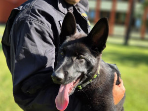 Roztomilá policejní posila. Štěňata Árčí a Casper se připravují na důležitou službu