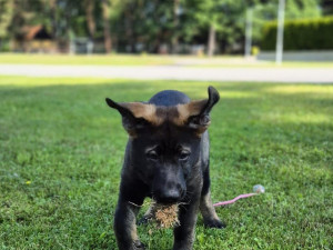 Roztomilá policejní posila. Štěňata Árčí a Casper se připravují na důležitou službu