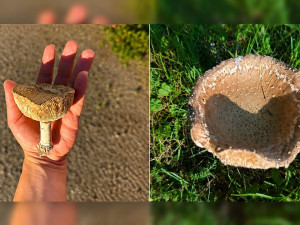 Žena se přiotrávila houbami. Po záměně muchomůrky skončila na ARO