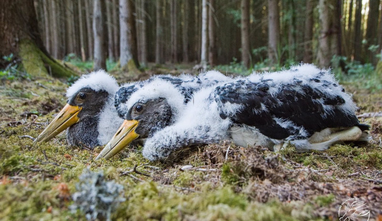 Přírodovědci kroužkují silně ohrožené čápy černé, hnízda si staví hluboko v lesích