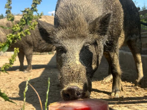 Ledová tříšť i ovocná zmrzlina. Podívejte se, jak v táborské zoo ochlazují zvířata
