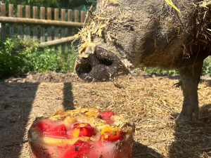 Ledová tříšť i ovocná zmrzlina. Podívejte se, jak v táborské zoo ochlazují zvířata