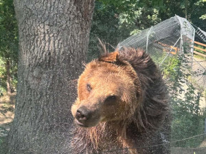 Ledová tříšť i ovocná zmrzlina. Podívejte se, jak v táborské zoo ochlazují zvířata