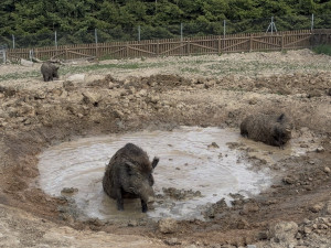 Ledová tříšť i ovocná zmrzlina. Podívejte se, jak v táborské zoo ochlazují zvířata