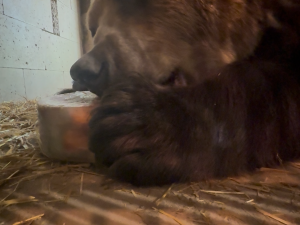 Ledová tříšť i ovocná zmrzlina. Podívejte se, jak v táborské zoo ochlazují zvířata