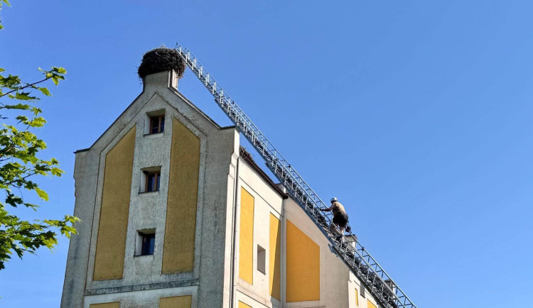 V tropickém vedru okroužkovali čapí mláďata. Pro Černou v Pošumaví šlo o premiéru