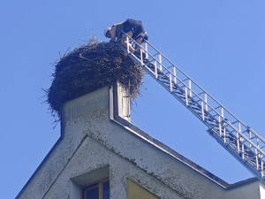 V tropickém vedru okroužkovali čapí mláďata. Pro Černou v Pošumaví šlo o premiéru