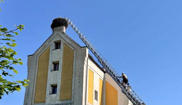 V tropickém vedru okroužkovali čapí mláďata. Pro Černou v Pošumaví šlo o premiéru