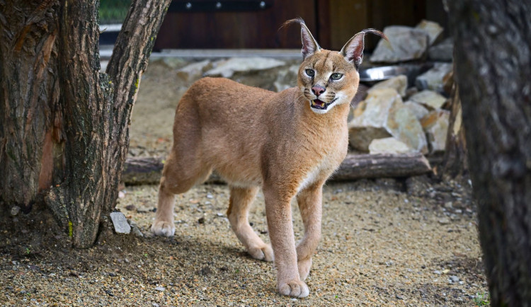 Jihlavská zoologická zahrada má nový výběh pro kočky a karakaly, budou na slunci