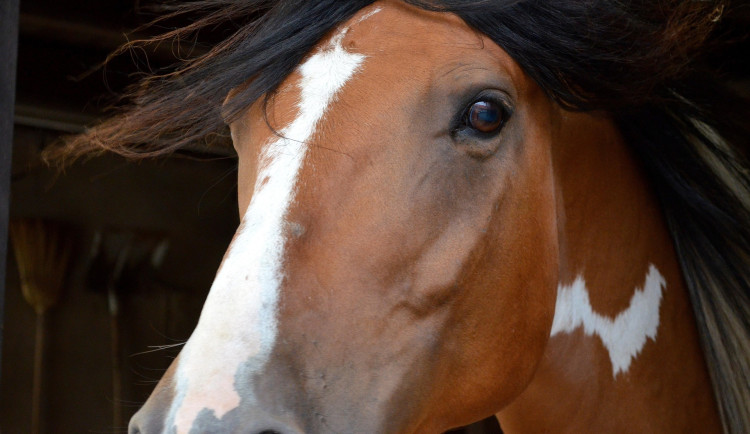 Řidička po půlnoci srazila koně. Z auta ji museli vyprošťovat