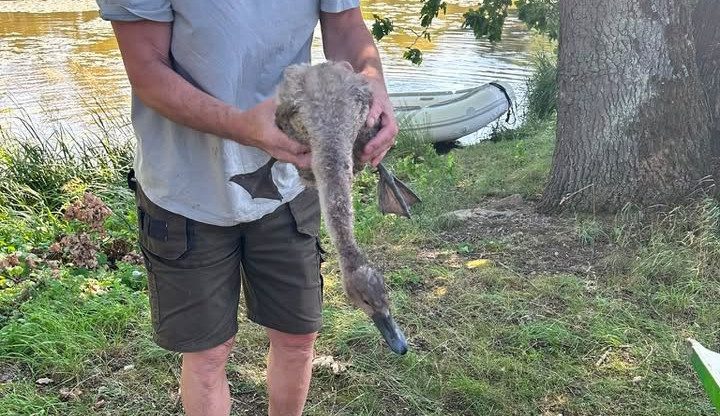 Ze sedmi labuťat zůstala v Litvínovicích jen tři. Jedno zachránila všímavá obyvatelka