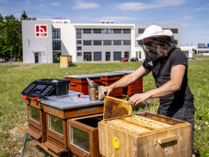 VŠTE pomáhá chránit včely bez chemie