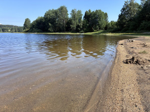 Na Lipně se objevila bochnatka americká. Podivný rosolovitý útvar pobývá jen v čisté vodě