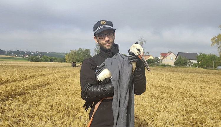 Zraněný čáp nedokázal vzlétnout. Policisté ho museli odchytit