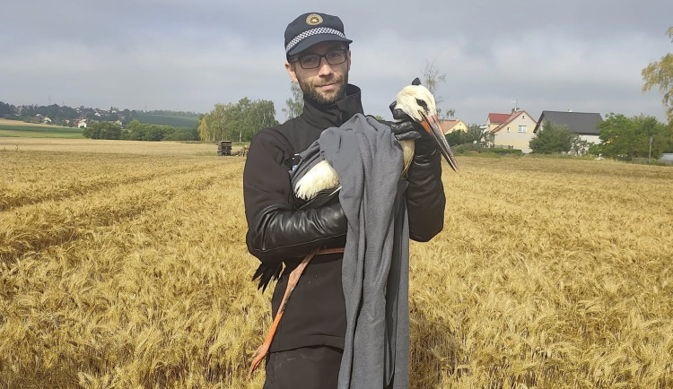 Zraněný čáp nedokázal vzlétnout. Policisté ho museli odchytit