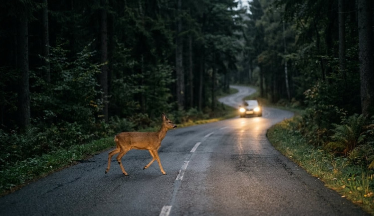 Rizikové silnice na jihu Čech obehnaly pachové ohradníky. Chrání řidiče i zvěř