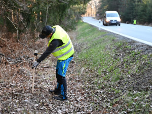 Následně se zatluče dřevěný kůl tak, aby byl maximálně stabilní. Musí obstát v krajině alespoň rok.