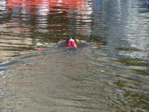 Vodní hry, nebo hry na vodě