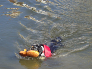 Vodní hry, nebo hry na vodě