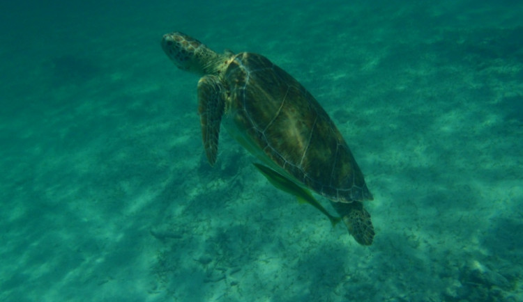 Želva v rezervaci Akumal - Cancun