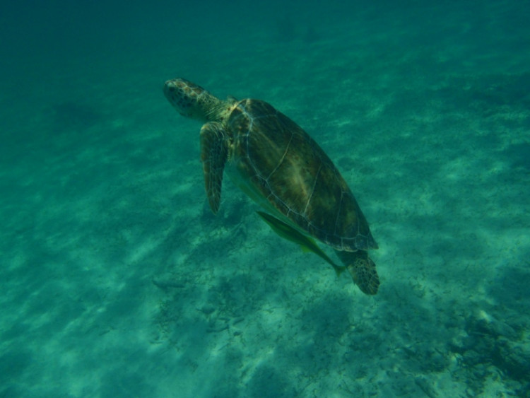 Želva v rezervaci Akumal - Cancun