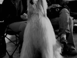 Mezinárodní  výstava psů v Českých Budějovicích