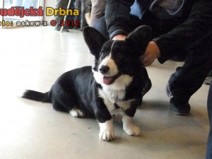 Welshcorgi