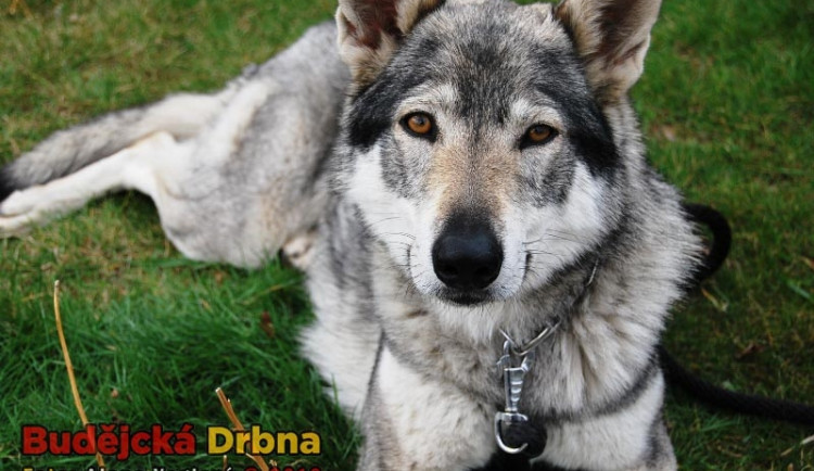 Mezinárodní  výstava psů v Českých Budějovicích