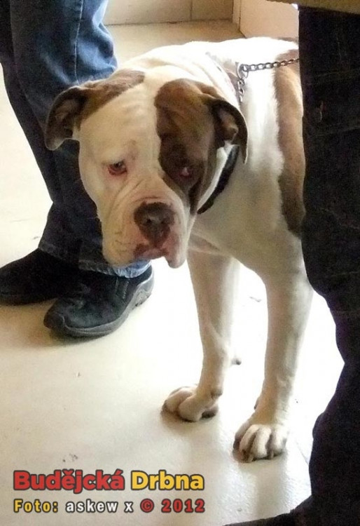 Americký buldog