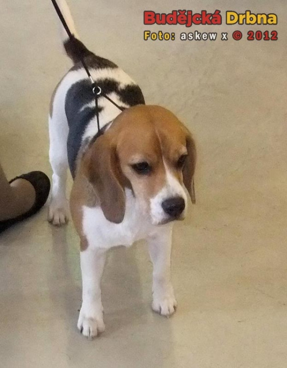 Beagle
