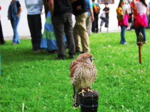 Dravce obdivovali všichni příchozí
