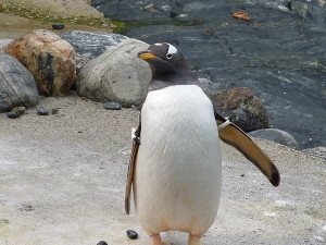 Epizoda 1 - Bergen: Tučňák v Akvarietu
