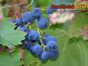 Slavnosti vína v Hluboké nad Vltavou