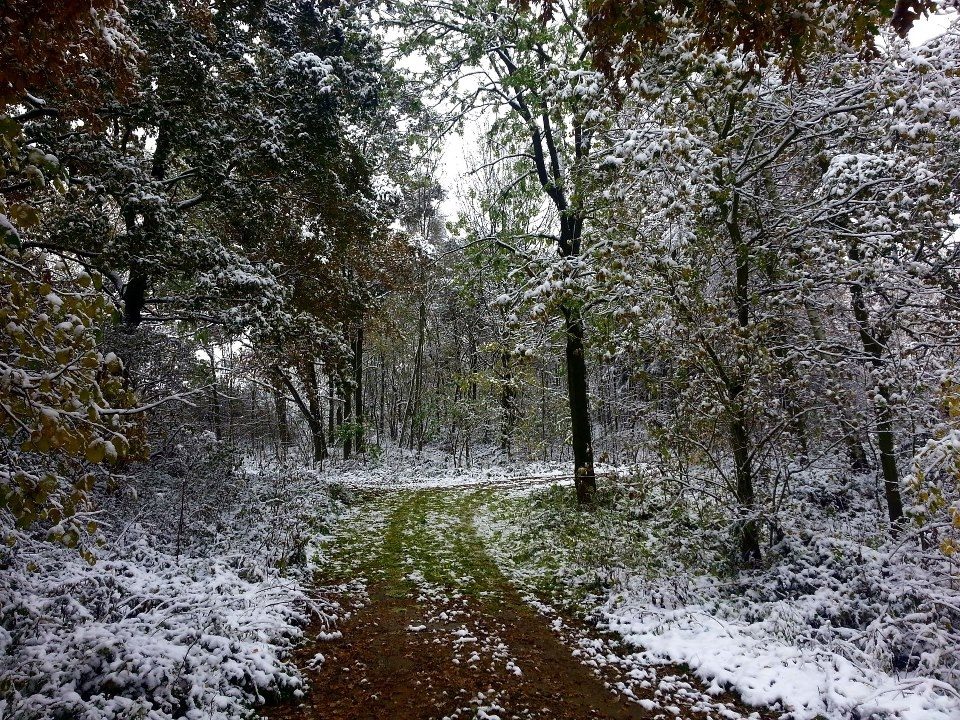 Listí nestačilo ani opadat a už je tu sníh. Fotky je pořízena v okolí Hosína. Foto Pavel Sládek