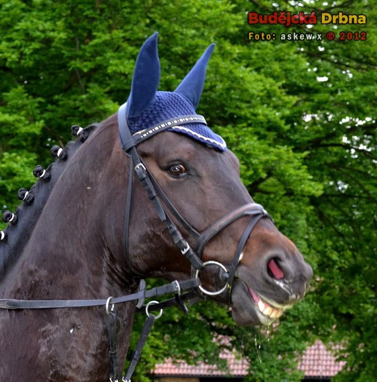 Vysmátej kůň