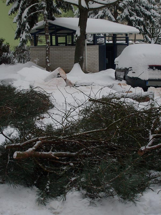Spadlý strom na autě v Dlouhé ulici (17.1.2013). Foto Petra Schwarzová