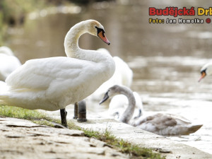 Vysoký stav vody obtěžoval nejen lidi