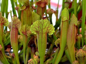 Prodejní výstava orchidejí v DK Metropol