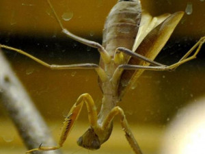 Prodejní výstava orchidejí v DK Metropol