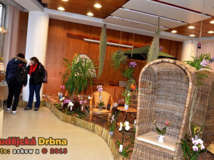 Prodejní výstava orchidejí v DK Metropol