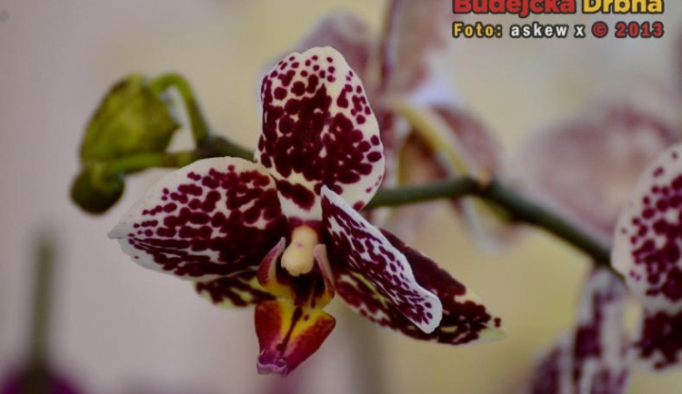 Prodejní výstava orchidejí v DK Metropol